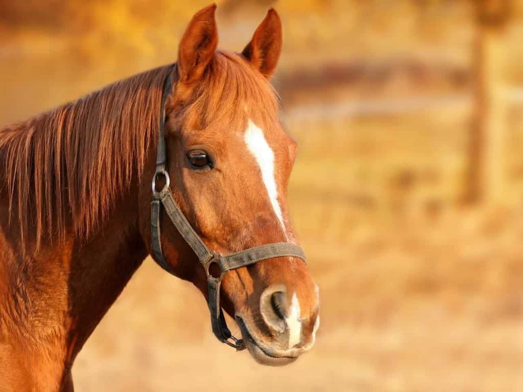 rutas a caballo en almería
