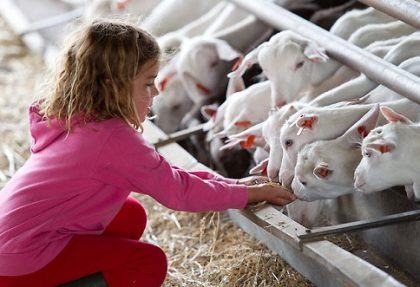 Beneficios de visitar una granja escuela para los niños
