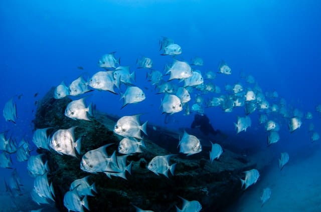 buceo en Cabo de gata