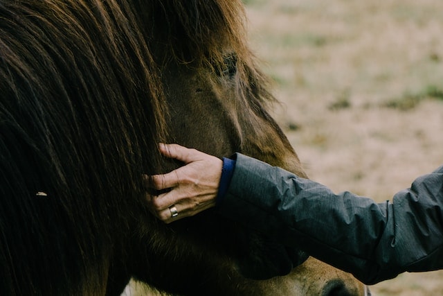 beneficios perder el miedo caballos