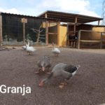granja