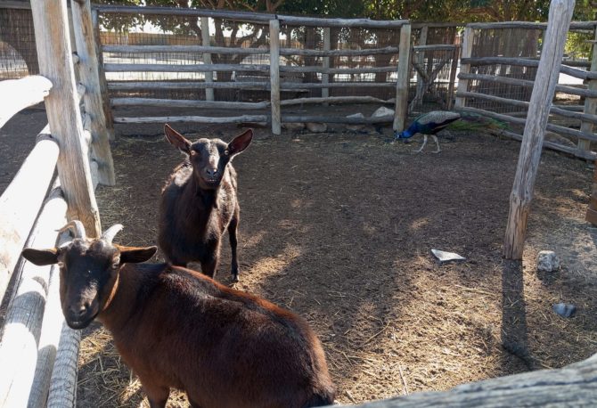 Cabras: ¡Les encanta comer hierba! Veremos cómo estos animales pastan .
