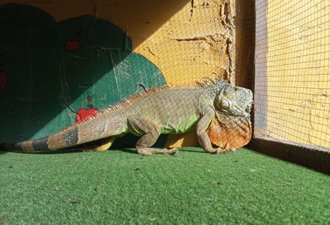 Iguanas: podrán ver a las iguanas en movimiento y cómo les gusta tomar sol.