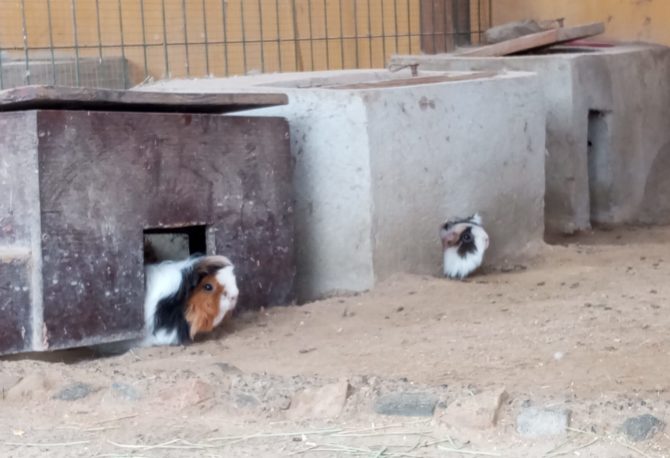 Cobayas: son animales pequeños y esponjosos, perfectos para acariciar.