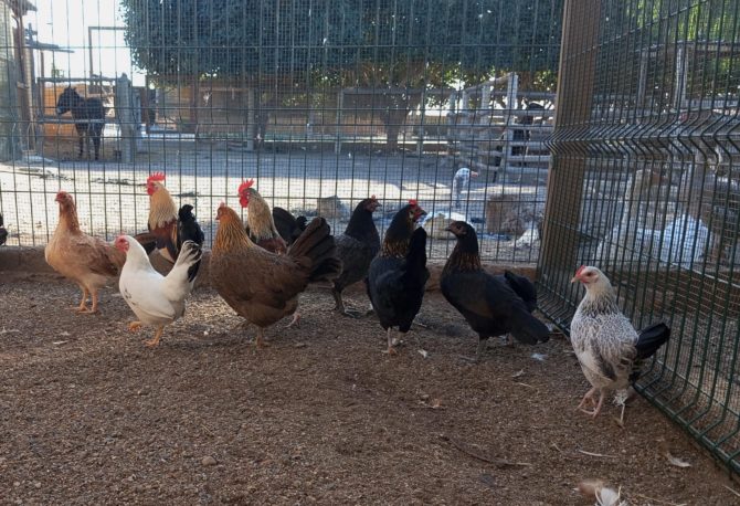 Gallinas: Estos animalitos nos dan huevos frescos todos los días. Podremos observar su comportamiento de cerca.
