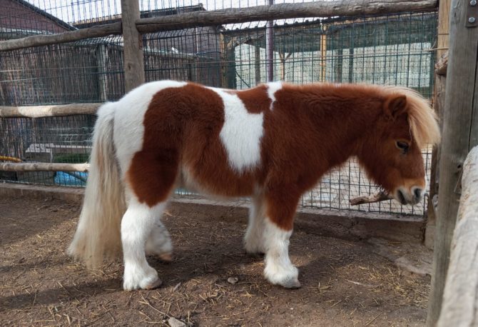 Ponis: estos animales son muy gentiles, los niños podrán acariciarlos, cepillarlos y montarlos.