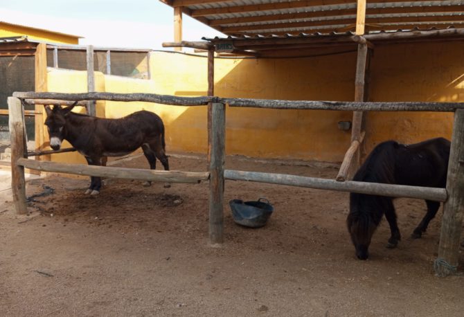 Burros: Estos animalitos son muy simpáticos y pacientes.