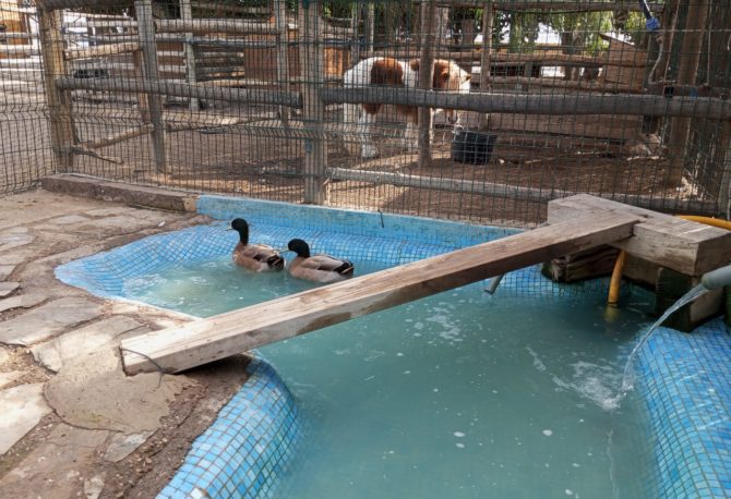 Patos: ¡Las aves de la granja son muy divertidas! Veremos cómo nadan los patos.