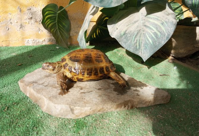 Tortugas: son animales más lentos y tranquilos, les enseñarán un poco sobre la paciencia.