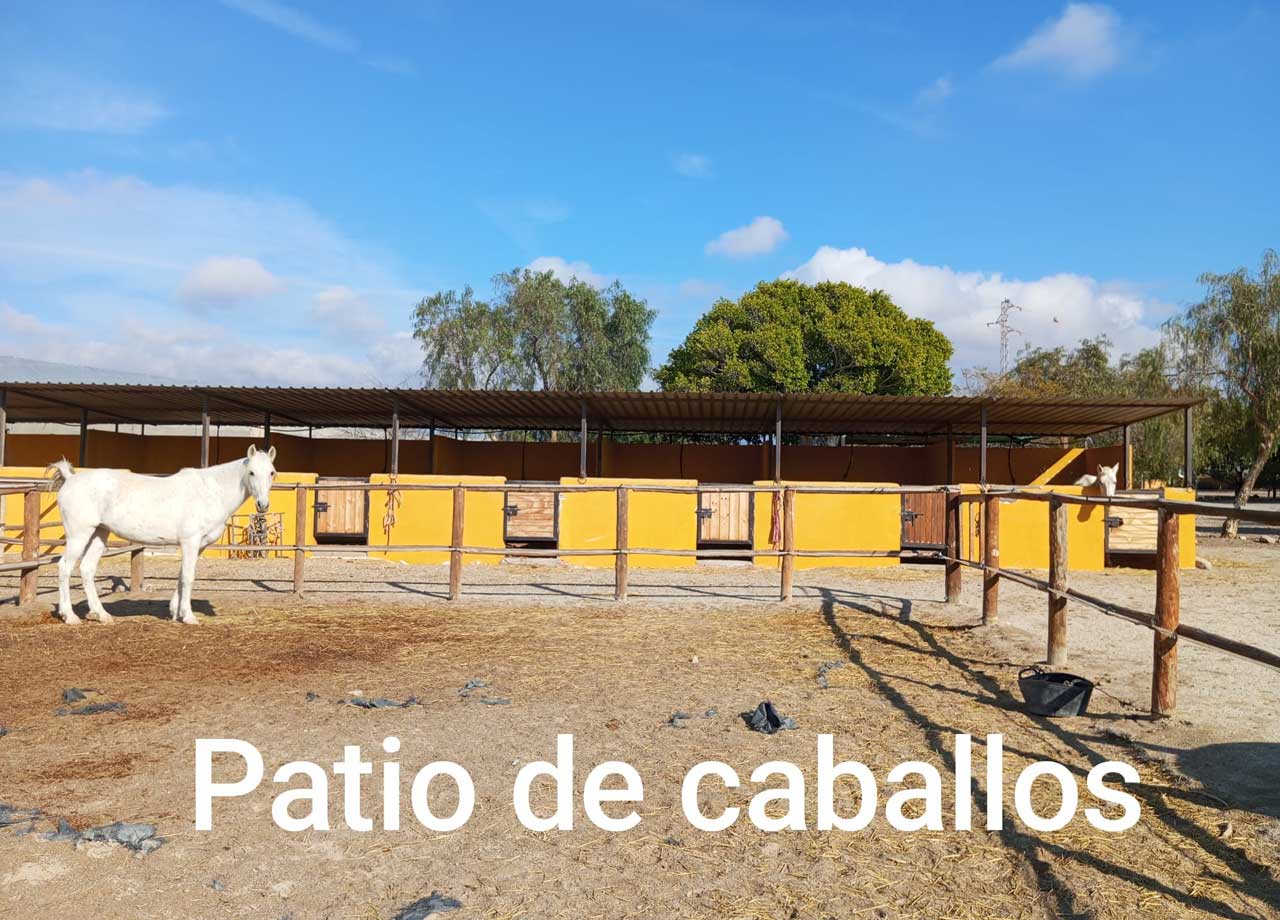 patio-caballos-toyo